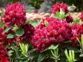 Titelbild für Rhododendronzeit in Westerstede und Bad Zwischenahn