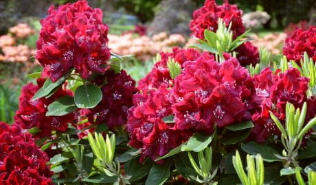 Rhododendronzeit in Westerstede und Bad Zwischenahn