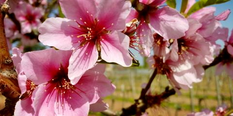 Titelbild für Mandelblüte in der Pfalz