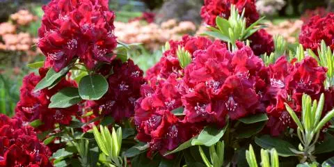 Titelbild für Rhododendronzeit in Westerstede und Bad Zwischenahn