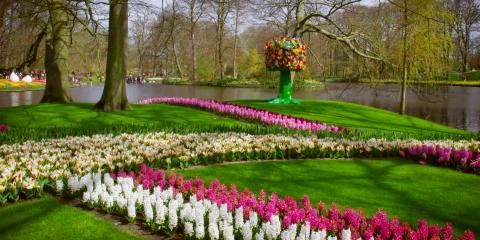 Titelbild für Tulpenbunt in Holland